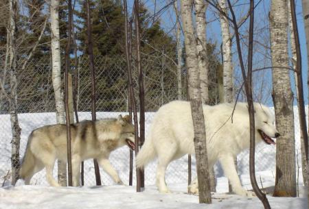 loups en promenade